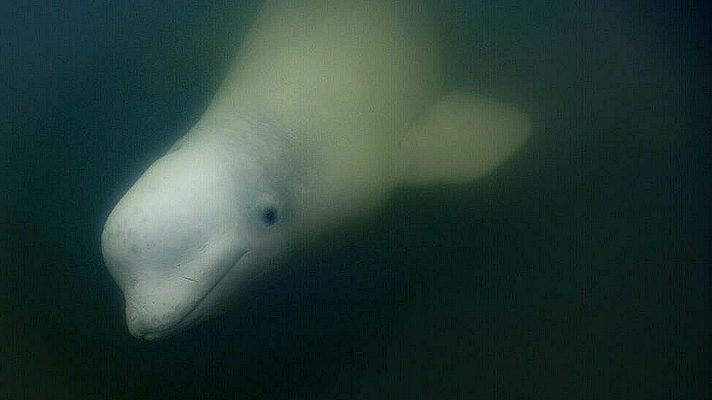 Canada’s Hudson Bay a summer refuge for thousands of belugas