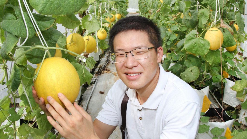 农的传人 | 汪东升师父指引下研究种植   黄金蜜瓜香甜爽脆