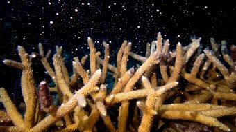 【科研故事】美国开发混合珊瑚礁 保护沿海基地