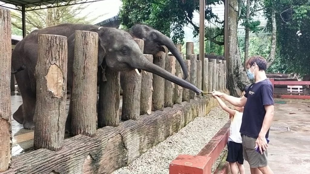 游联增体验生态之旅  与大象亲密约会