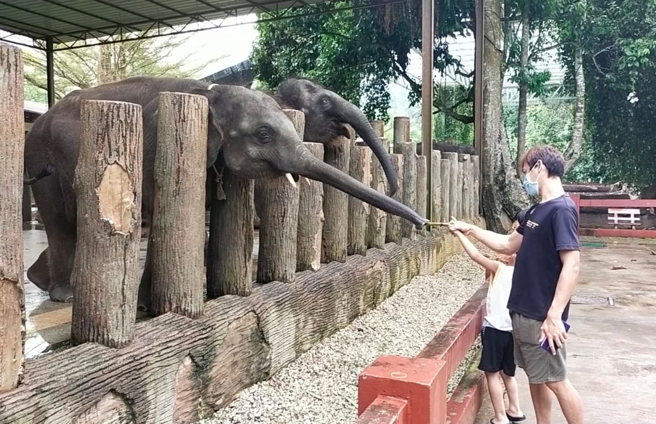 东游记：联增瓜拉甘达大象保育中心