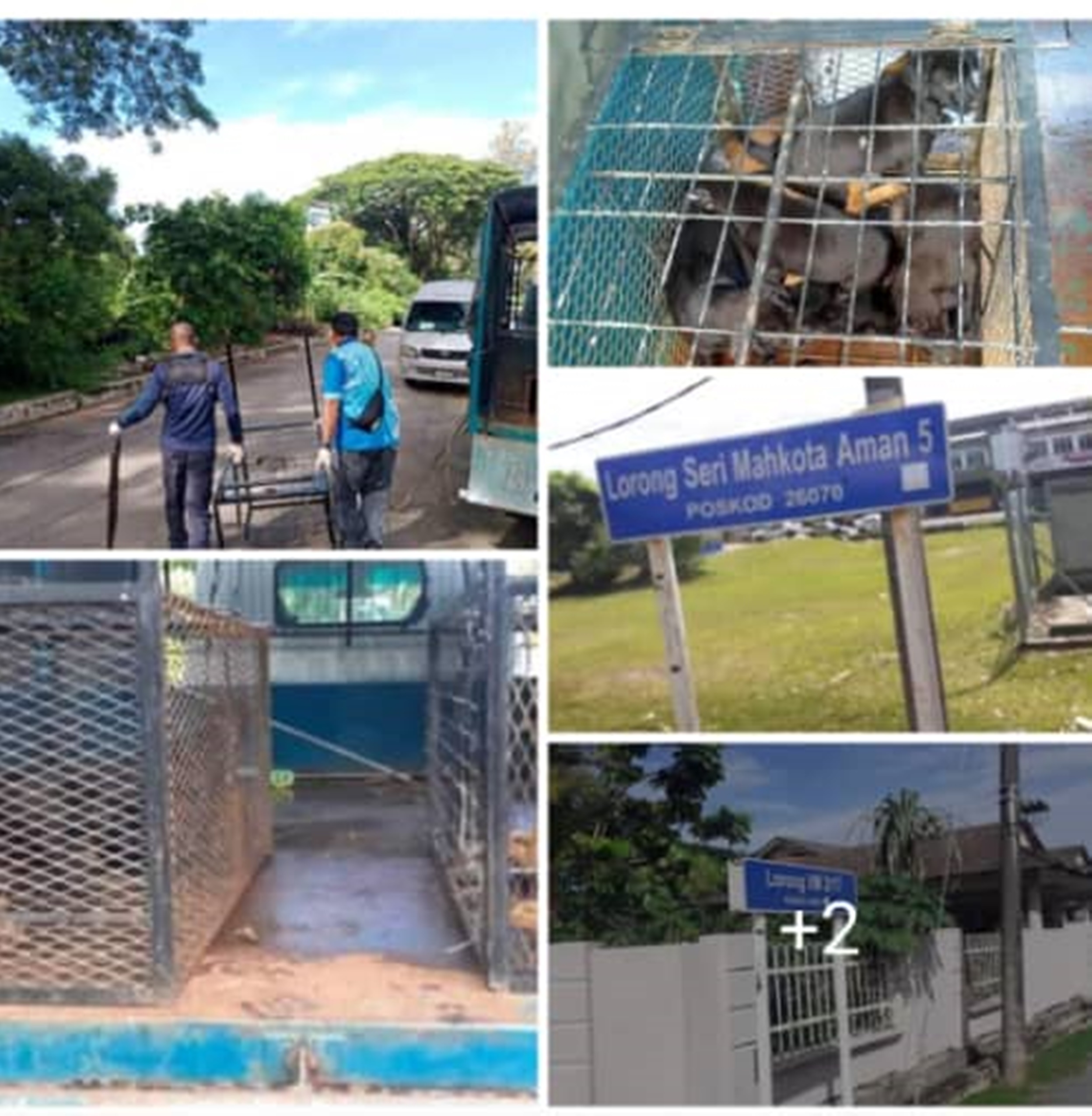 东：干扰居民威胁安全情况严重，关丹市厅今年首七个月捕467流浪狗。