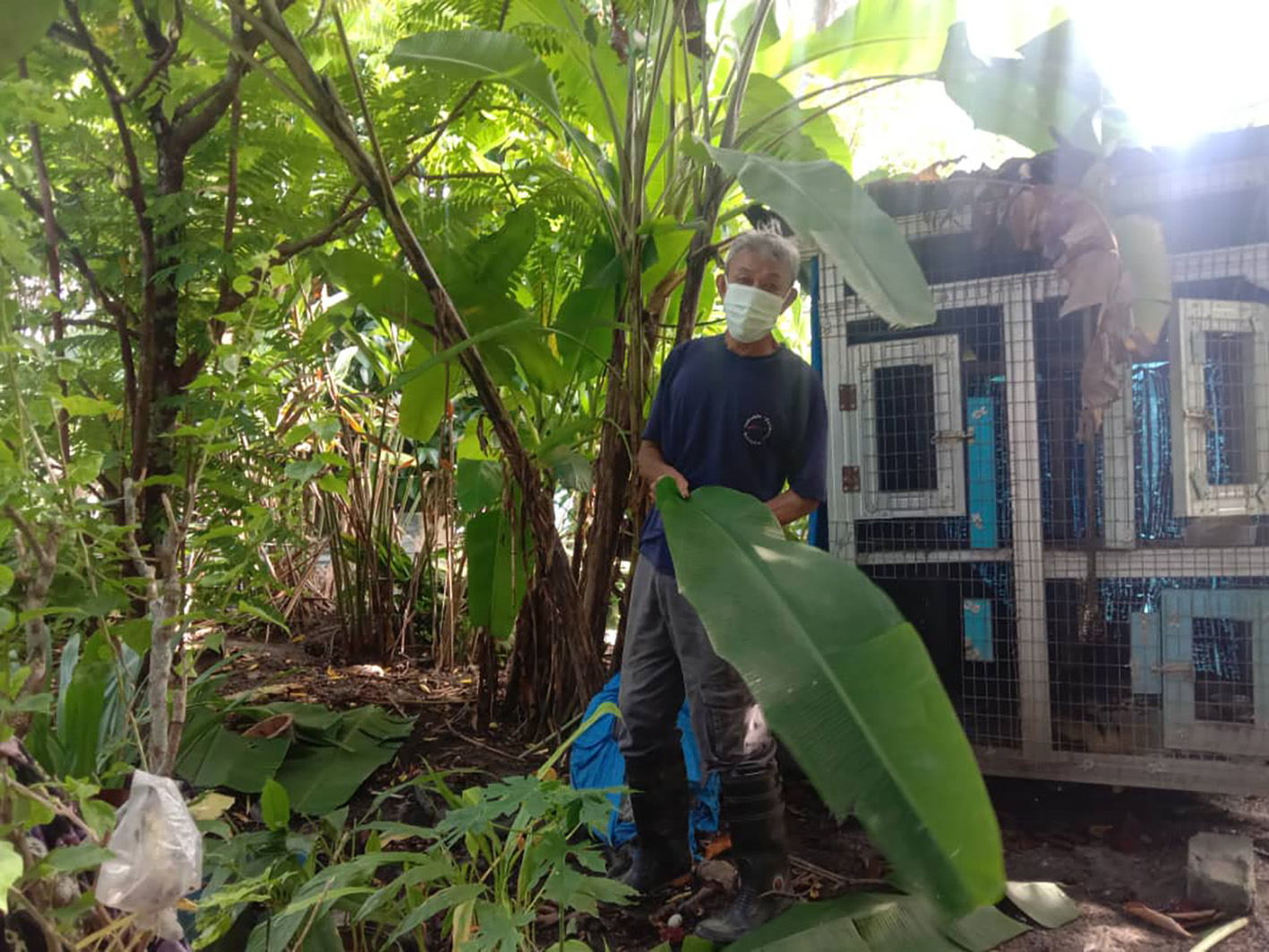 为生计入深山寻野生香蕉叶  70岁老翁：“这是我养家的唯一收入”