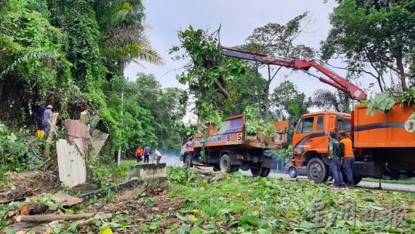 供FB／营救道路安全刻不容缓，国州议员拨款砍树