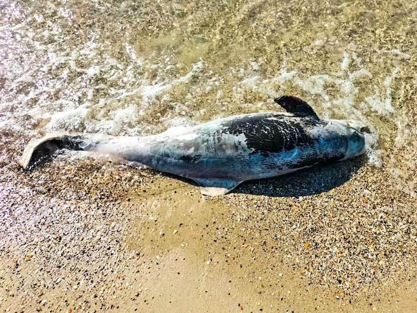 俄乌战争破坏黑海生态 5000只海豚因俄军声纳死亡