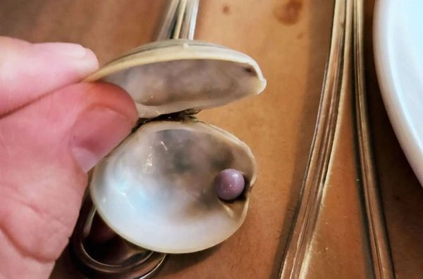 吃蛤蜊咬到硬硬的 吐出竟是罕见紫色珍珠