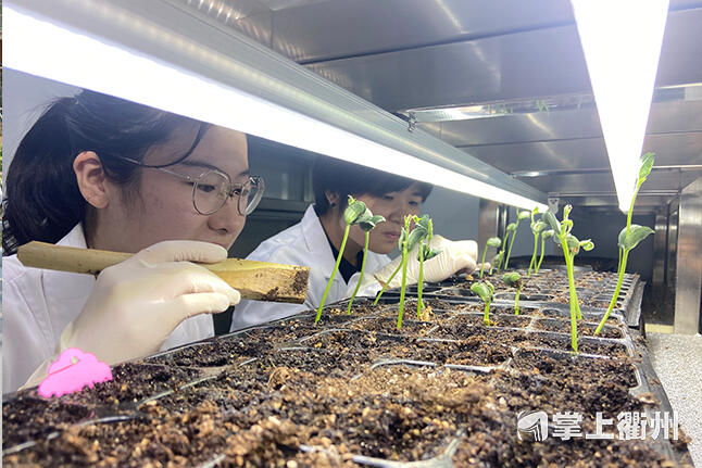 太空大豆种子出苗　冀培育优质新品种