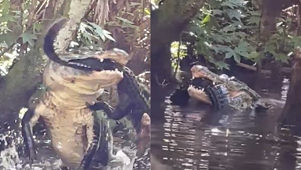女子撞见巨鳄撕咬同伴！ 20秒活吞影片曝光