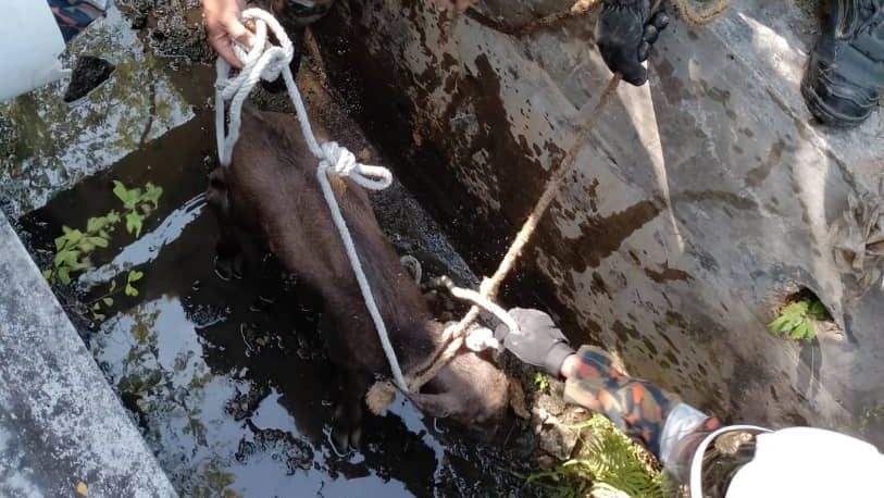 小牛掉进2公尺深沟渠受困 消拯员出动救出