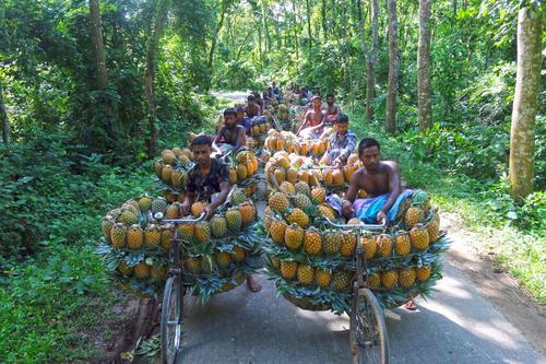 拼盘   孟加拉 ：收获黄梨