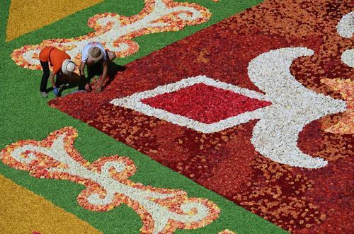 拼盘 未签 2图 ／布鲁塞尔花毯节步入50周年 40万朵花构成巨型花毯