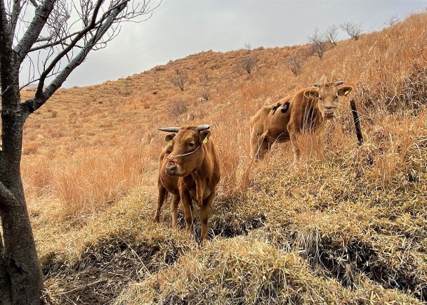 拼盘 未签／日本研究利用太空技术在闲置耕地放牧肉牛