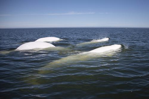 拼盘数图　白鲸游至加拿大过暑假　