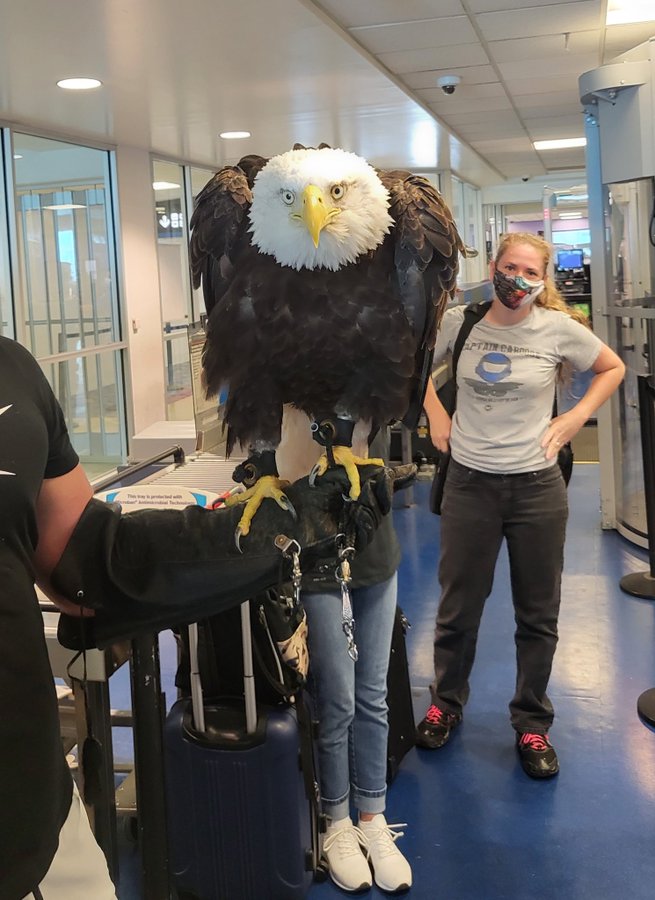 拼盘／19岁巨鹰过机场安检吸晴 旅客纷纷拍照