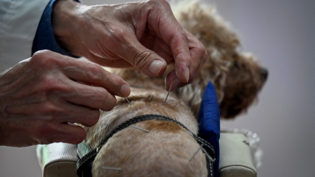 中医疗法副作用少      宠物针灸减缓疼痛