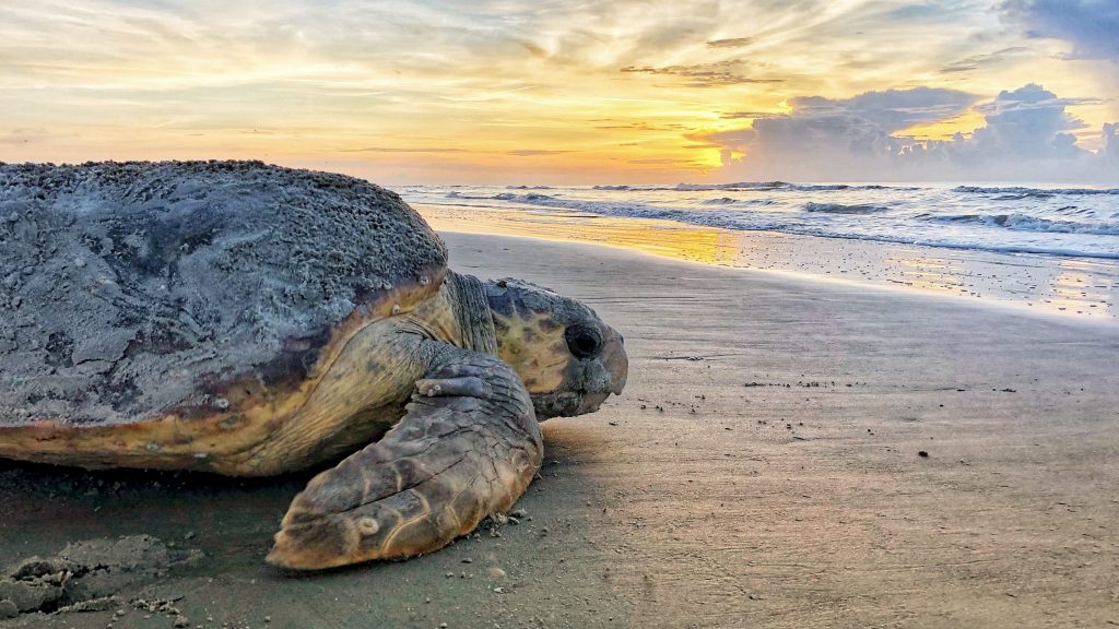 佛罗里达海岸温度升高 新生海龟近4年全是雌性