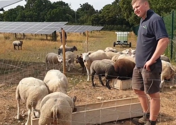 拼盘／医院购入羊群　助清理太阳能发电场杂草