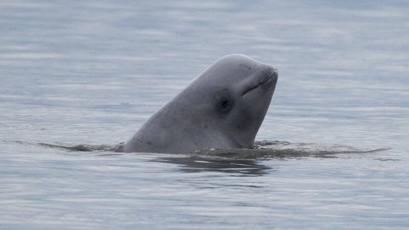 塞纳河惊见白鲸 营养不良展开救援