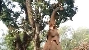 就是要吃！大象奋力攀树摘菠萝蜜 村民围观欢呼