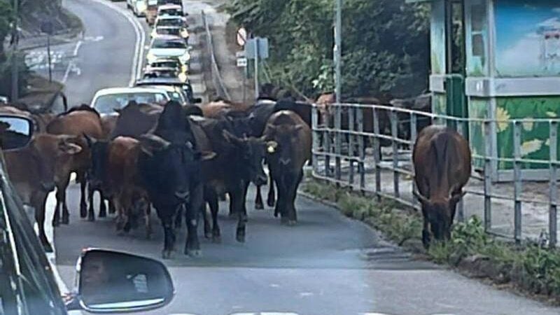 香港｜牛群散步阻断道路造成大塞车