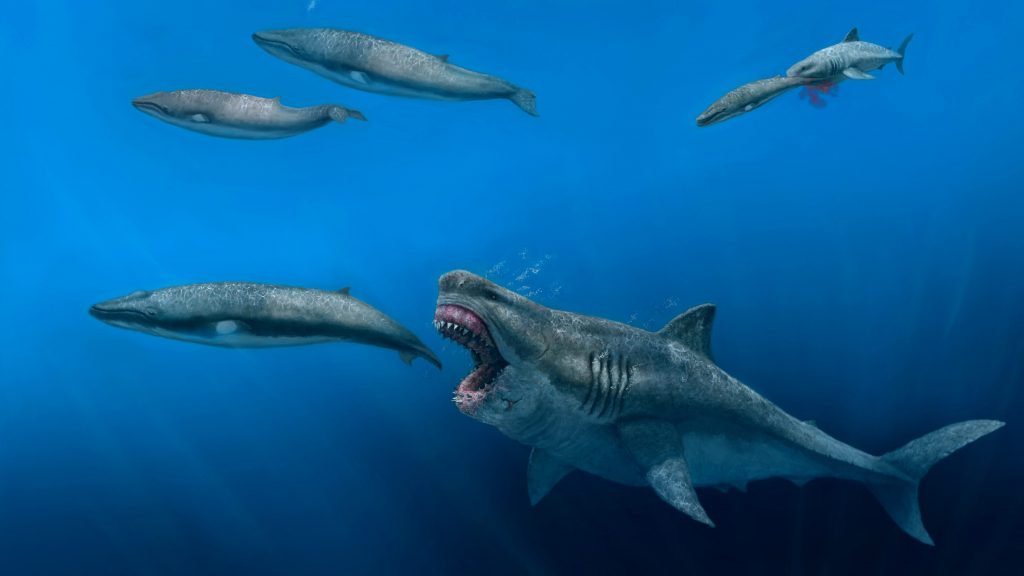 研究揭史前巨鲨凶猛面貌 可5口吃掉8公尺杀人鲸