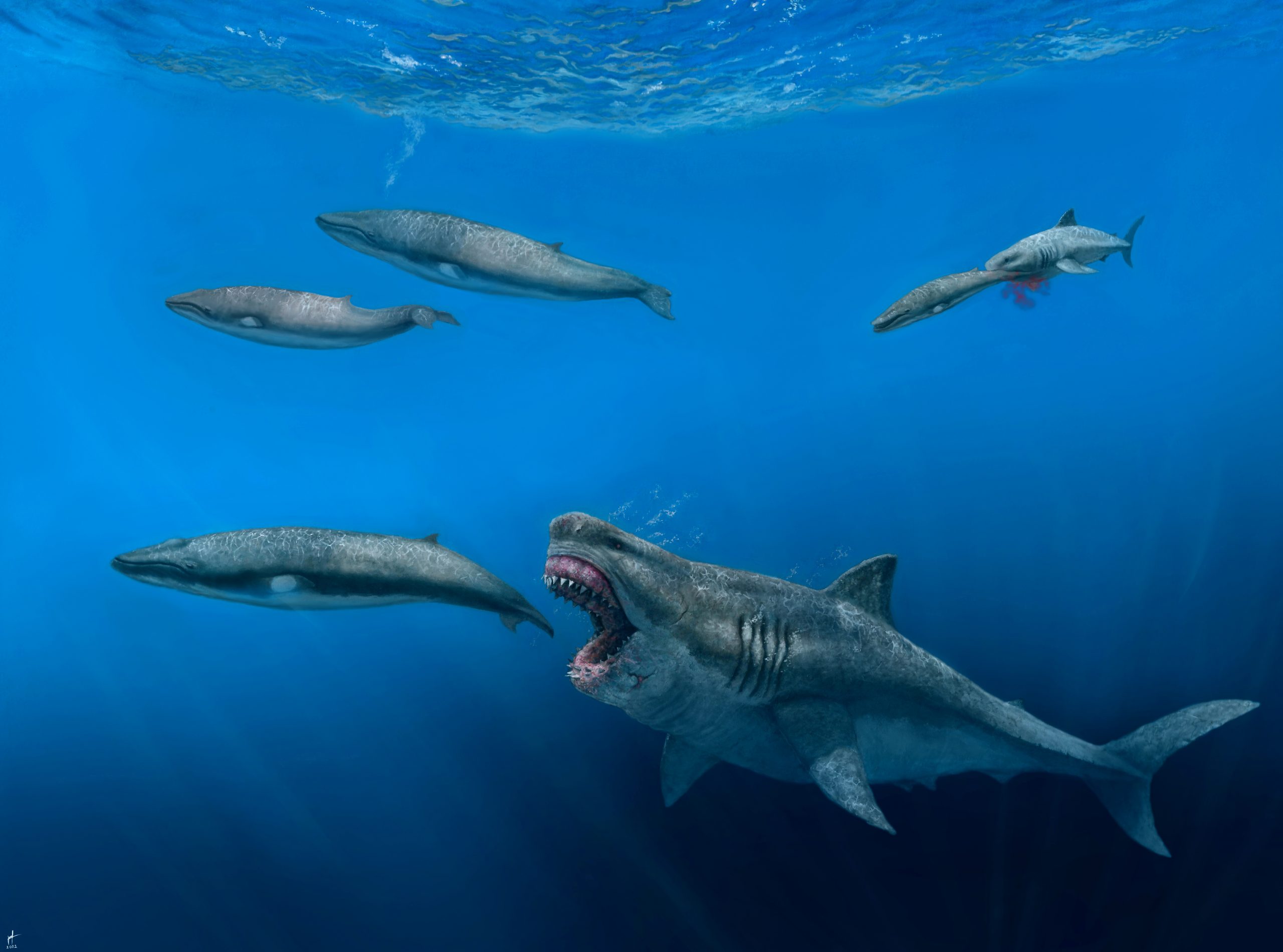 拼盘／研究揭史前巨鲨凶猛面貌 可5口吃掉8公尺杀人鲸    