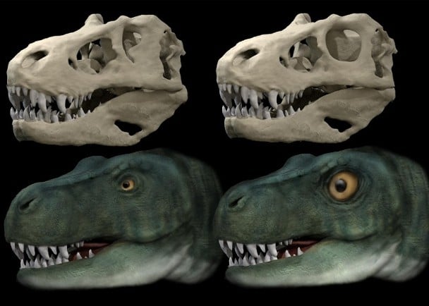 肉食恐龙演化出小眼睛　或助增猎食咬合力