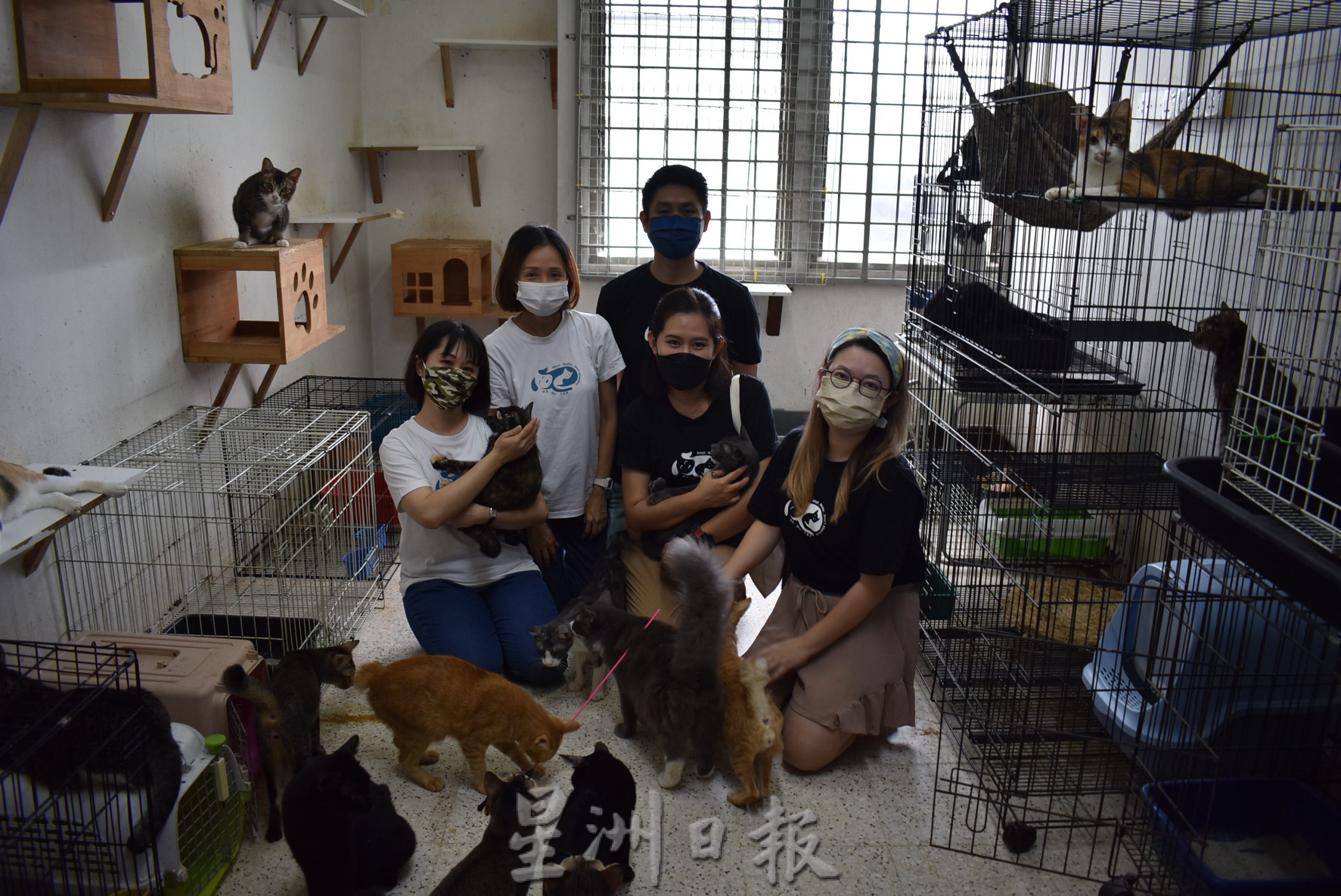 本报园游会（大北马）领养猫组织参与开放领养流浪猫