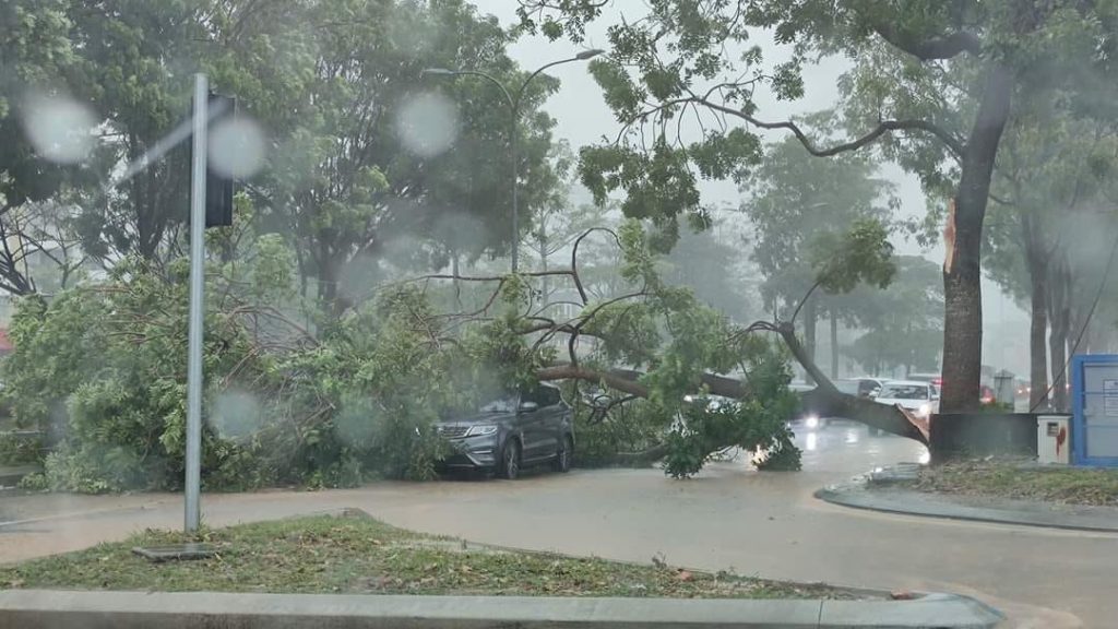 新山茂奥斯汀暴雨   倒树砸车挡路