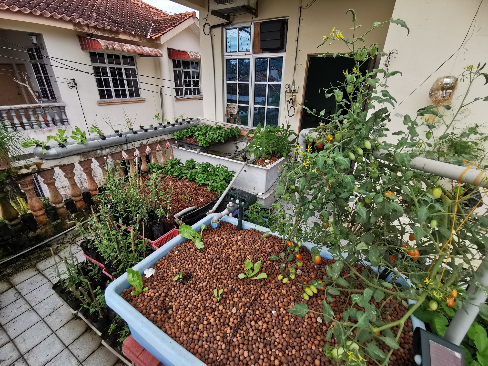 家庭式水耕种植法，善用住家空间生产新鲜疏果