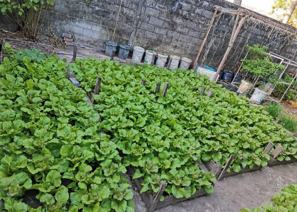 家庭式水耕种植法，善用住家空间生产新鲜疏果