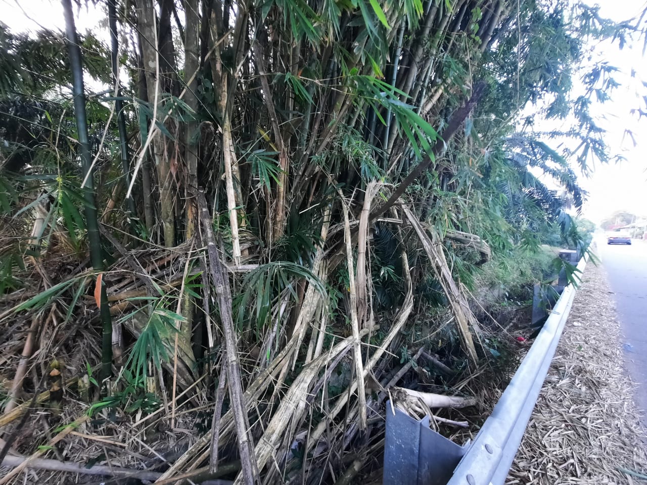 柔：民生特工队：住宅区旁竹子丛生，刮风下雨时折断