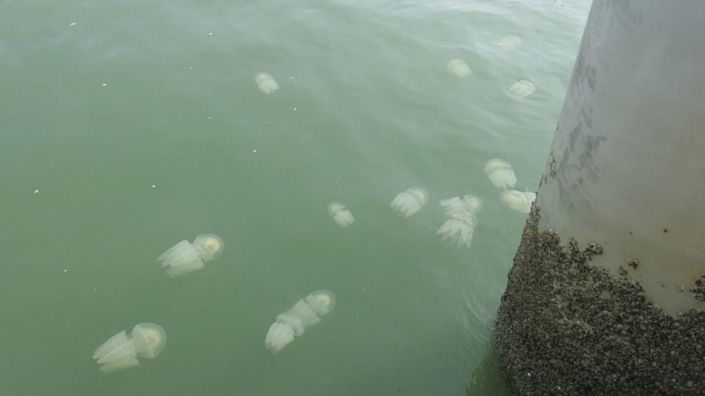 法籍5岁童被水母螫伤死 渔业局：海滩未发现有毒性水母