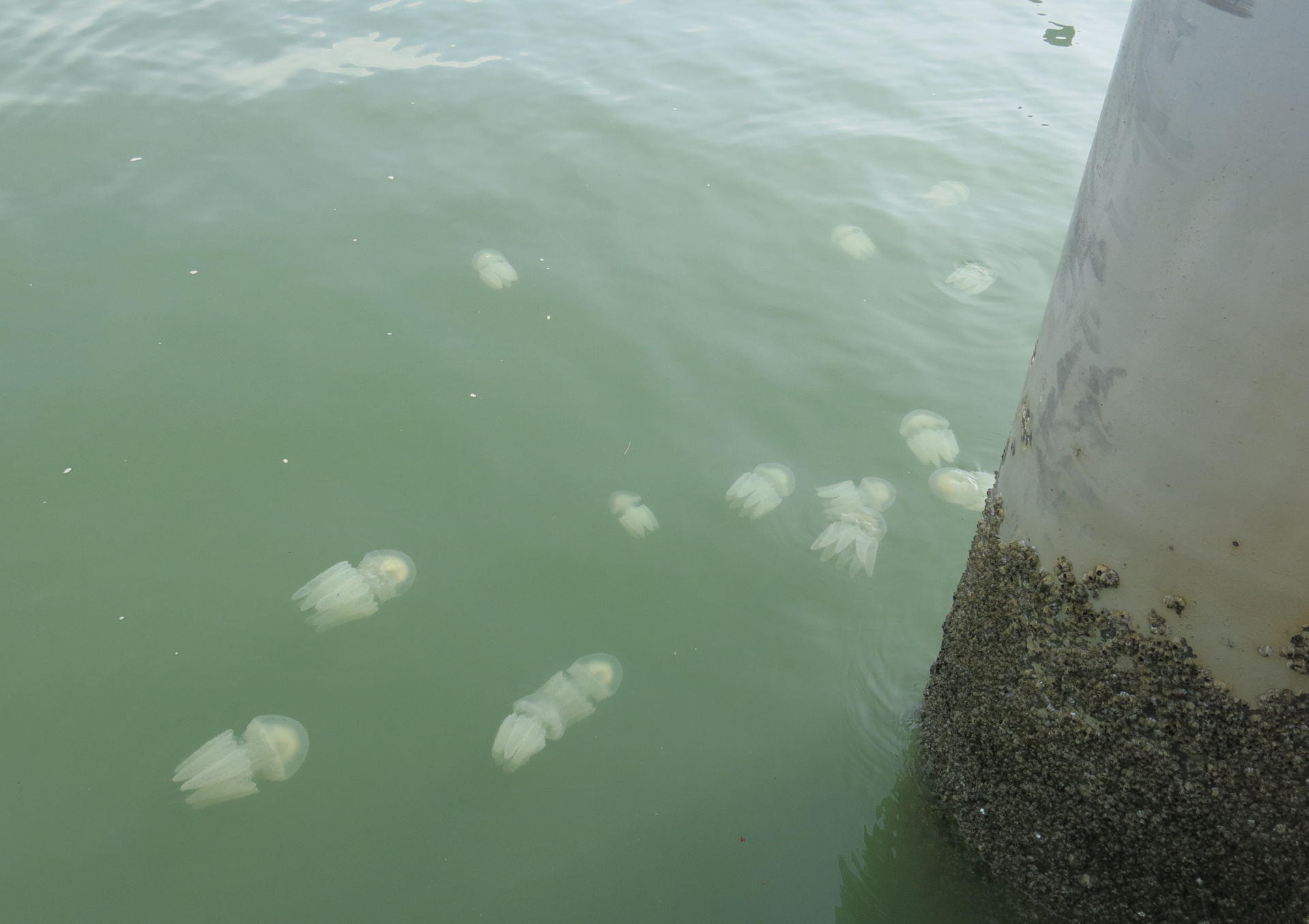 法5岁童被水母螫伤死 渔业局：海难未发现有毒性水母