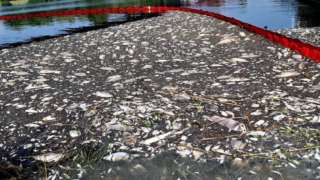 波兰部长：奥得河大量鱼死亡 或是因为金藻大量繁殖
