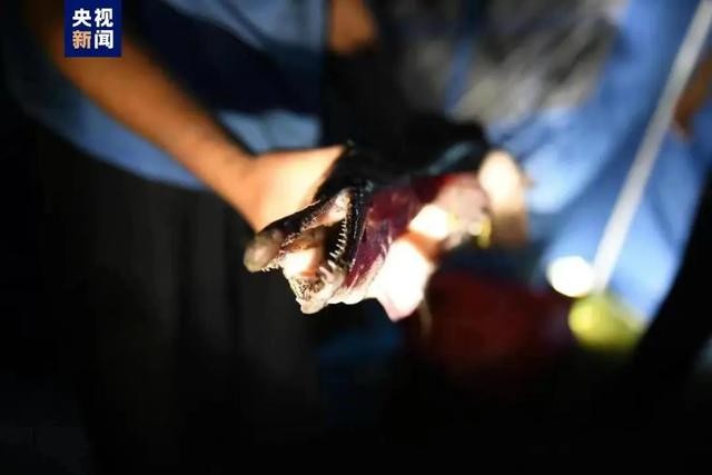 湖南汝州耗1个月抽乾湖水抓“怪鱼” 外来物种鳄雀鳝多处现踪农业部门调查   