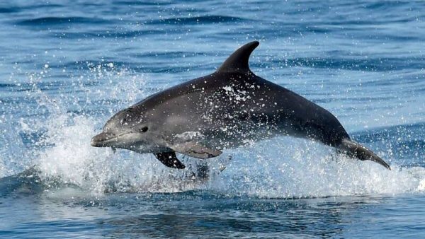 日海水浴场共游压力大     海豚发狂攻击人类