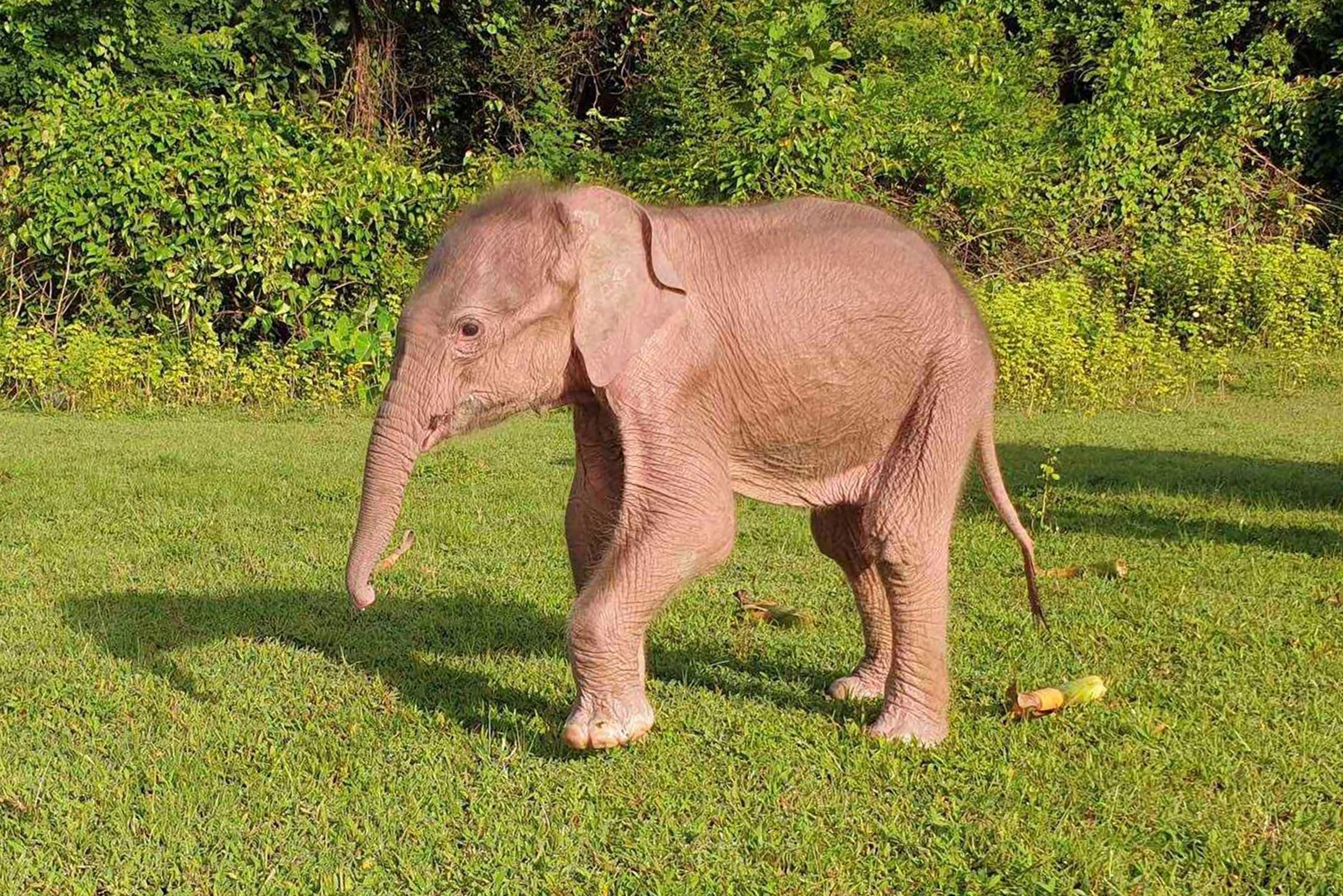 缅甸官媒：罕见白象在西部若开邦诞生