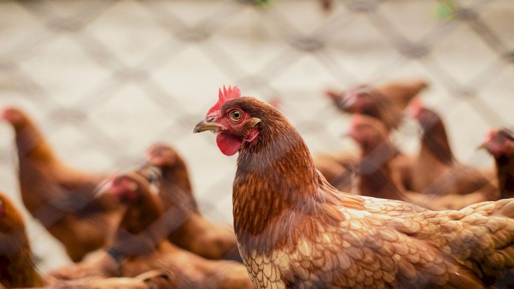 中国热浪母鸡产蛋量减少  推高鸡蛋价格