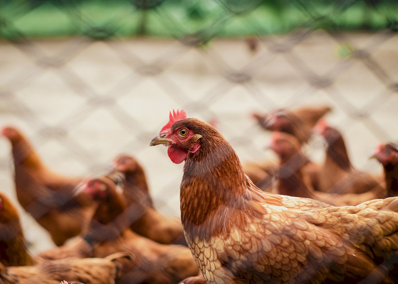 蛋鸡吃得少  中国热浪母鸡产蛋量减少 推高鸡蛋价格