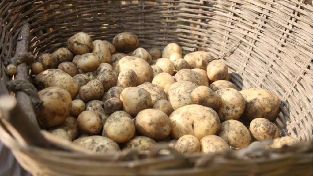 一斤土豆卖2元人民币 黑龙江商户被罚30万引争议