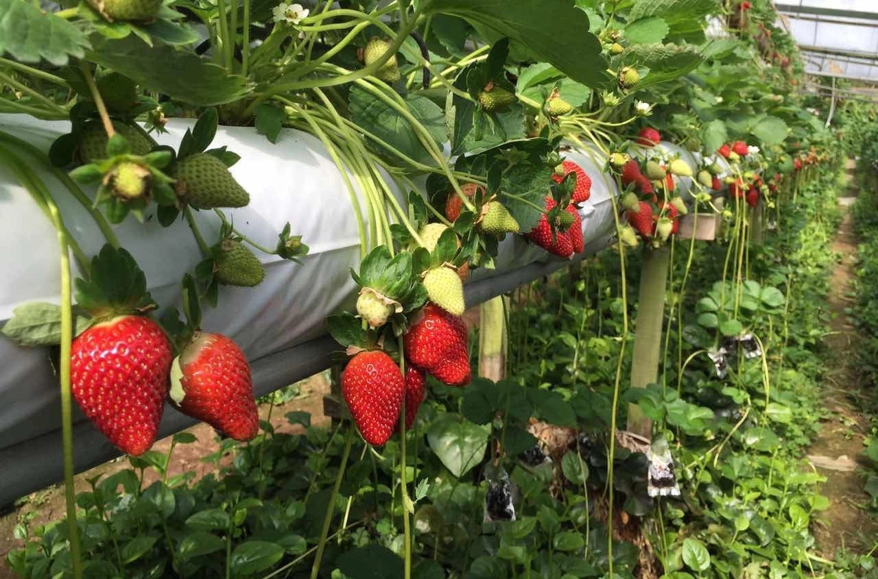 霹：第二版头／金马仑近年气候反复  种草莓或有长远影响