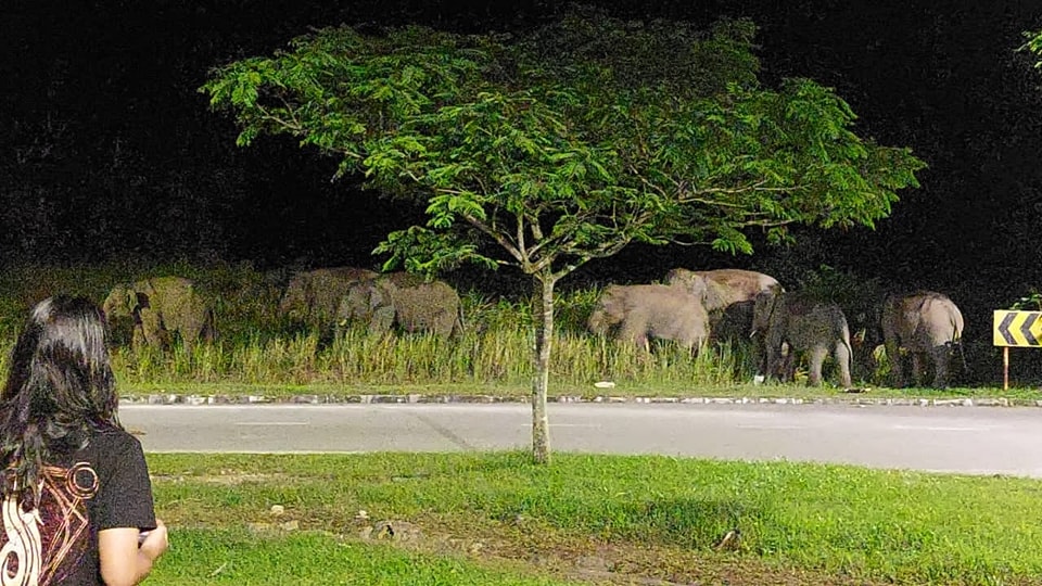 象群每晚“依约而至”引围观，居民放爆竹企图驱赶大象