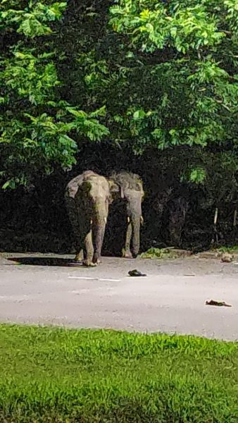 象群每晚“依约而至”引围观，居民放爆竹企图驱赶大象