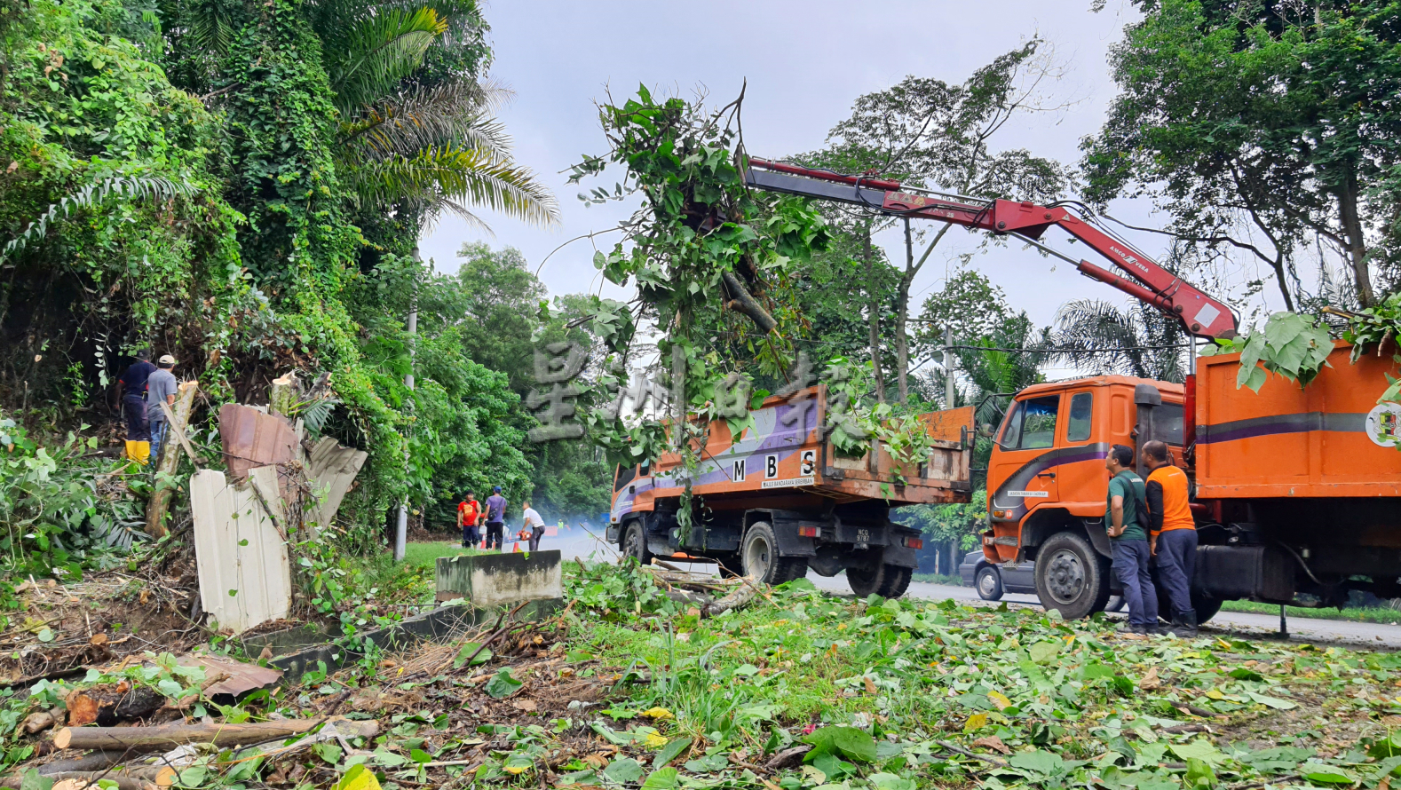营救道路安全刻不容缓，国州议员拨款砍树