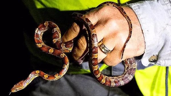 Hunting pythons in Florida, for profit and therapy