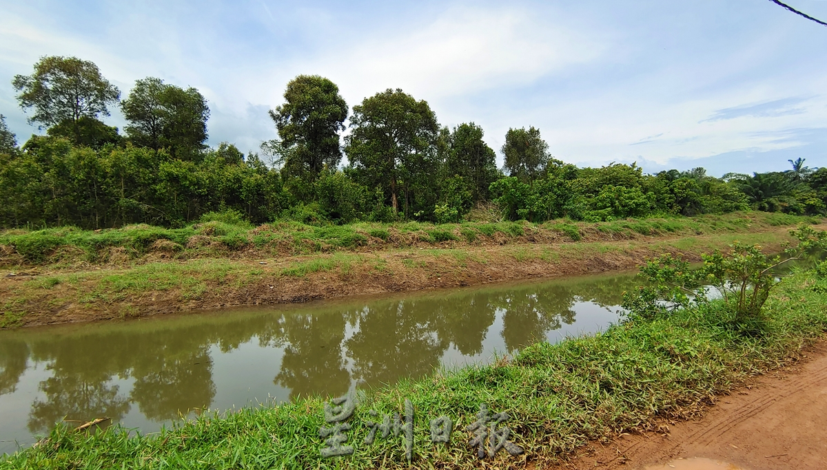 NS芦骨头条：河中央冒出小树林，影响排水量；朱建华：雨季来临前清除所有障碍
