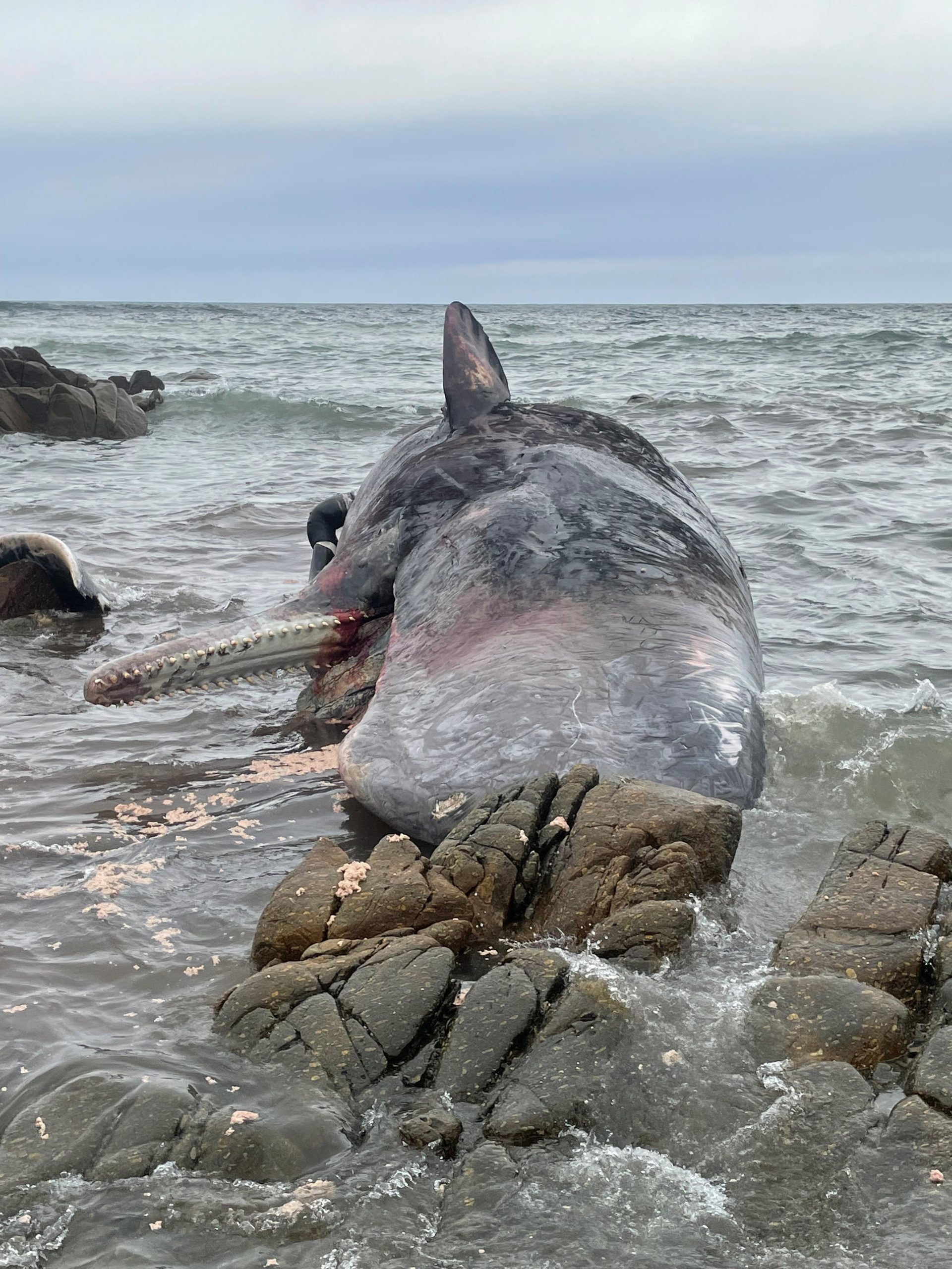 14头抹香鲸在澳洲塔斯马尼亚州海滩搁浅后死亡