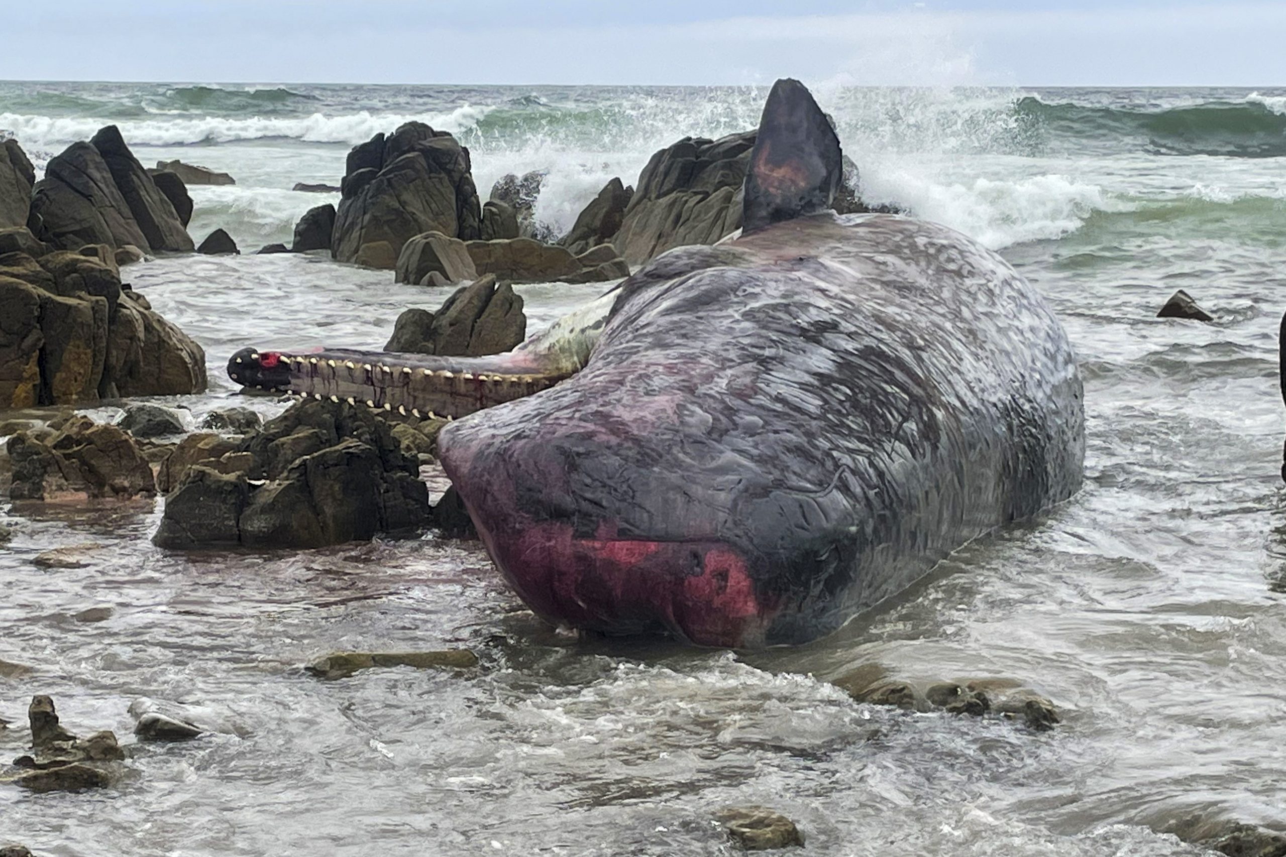 14头抹香鲸在澳洲塔斯马尼亚州海滩搁浅后死亡