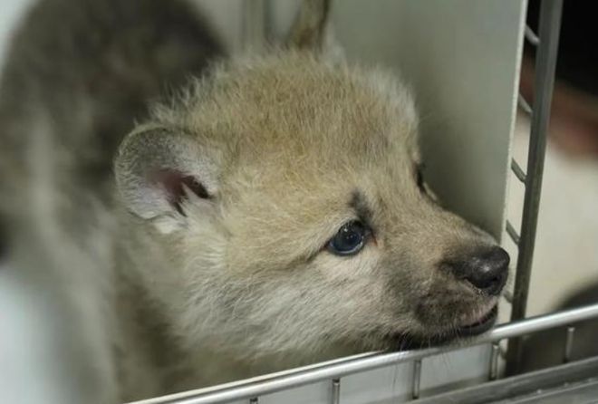 2）全球首只复制北极狼出生满100天　基因公司：第2只近期出生